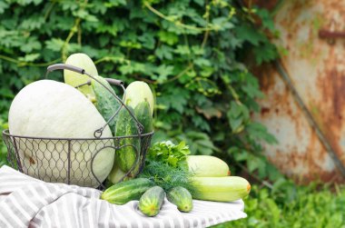 Olgun salatalık, kabak ve metal sepet kabak hasat