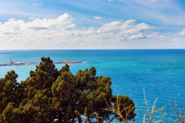 Evergreen Juniperus yüksek Grove kayalar üzerinde cins Juniper selvi ailesinin iğne yapraklı bitki