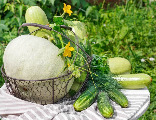 Ernte von reifen Gurken, Zucchini und Kürbis im Metallkorb — Stockfoto