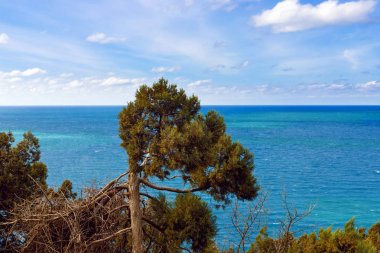 Evergreen Juniperus yüksek Grove kayalar üzerinde cins Juniper selvi ailesinin iğne yapraklı bitki