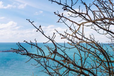 Bahar aylarında mavi gökyüzüne ve Azure deniz karşı ağaçlar dalları.