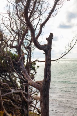 Bahar aylarında mavi gökyüzüne ve Azure deniz karşı ağaçlar dalları.