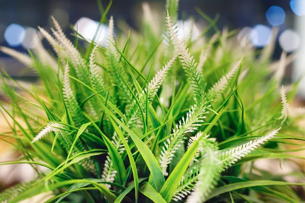 Fundo verde desfocado de grama e plantas com efeito bokeh — Fotografia de Stock