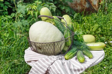 Olgun salatalık, kabak ve metal sepet kabak hasat 