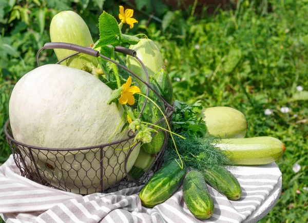 Ernte von reifen Gurken, Zucchini und Kürbis im Metallkorb — Stockfoto