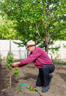 Çiftçi yaz akşamını kır evinin yakınlarındaki bahçede çalışarak geçiriyor..
