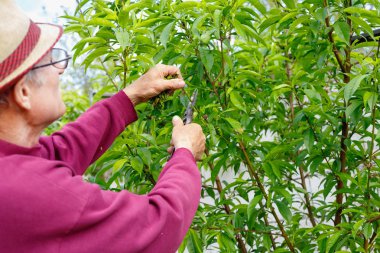 Bahçede açık havada gözlük budama ağaçları ile yaşlı çiftçi