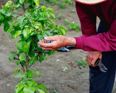 Yaşlı çiftçi açık bahçede genç armut ağacı bakımı