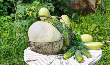 Olgun salatalık, kabak ve metal sepet kabak hasat 