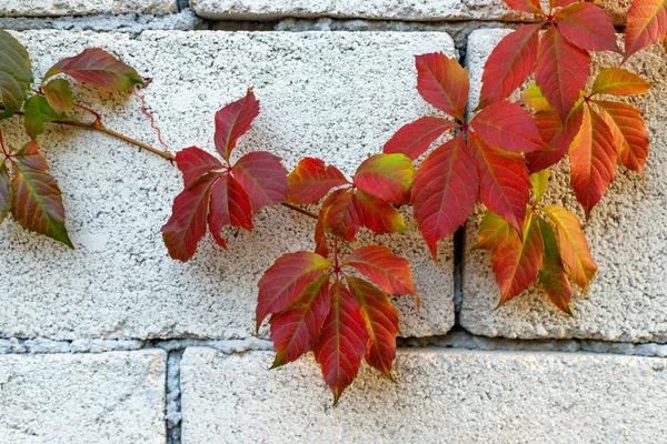 Αναρριχητικό φυτό Βιρτζίνια κόκκινο σκαρφαλώνουν σε λευκό τοίχο — Φωτογραφία Αρχείου