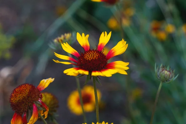 Krásná jasná květina Rudbeckia na kvetoucí zelené louce — Stock fotografie