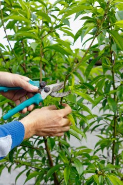 Çalışkan çiftçi adam bahçede açık havada ağaçları budama.  