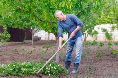 Man çiftçi araçları ile çilek dikim için bakım açık havada.
