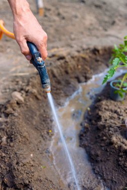 Bahçe açık havada adam çiftçi sulama domates ve biber fide. 