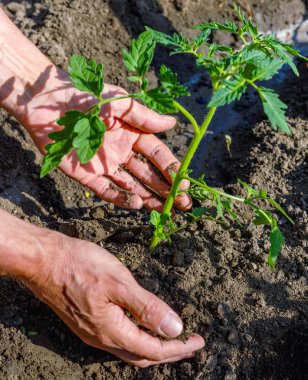 Adam çiftçi bahçede açık havada domates fidesi dikim. 