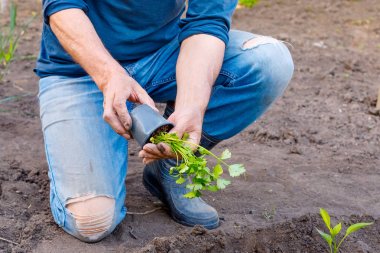 Bahçe açık ta maydanoz fidanı dikim Adam çiftçi.