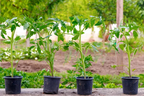 Małe zielone kiełkowe pomidory roślin na doniczce przed sadzeniem — Zdjęcie stockowe