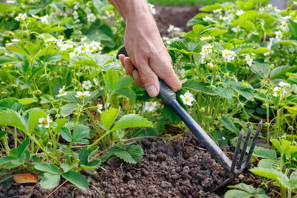 Uomo contadino prendersi cura di germogli di fragole all'aperto . — Foto Stock