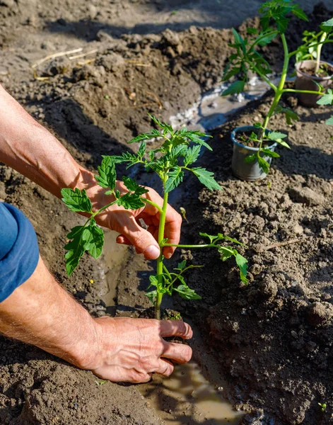 Farmer planting young seedlings of tomato in vegetable garden.