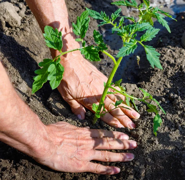 Uomo agricoltore piantare piantine di pomodoro in giardino all'aperto . — Foto Stock