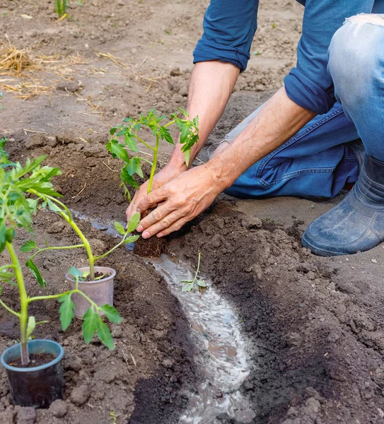 Человек, выращивающий помидоры в саду на открытом воздухе . — стоковое фото