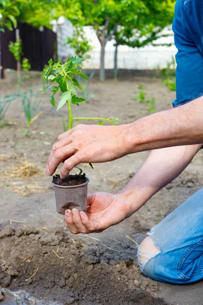 Αγρότης φυτεύοντας νεαρά σπορόφυτα ντομάτας στον κήπο λαχανικών. — Φωτογραφία Αρχείου