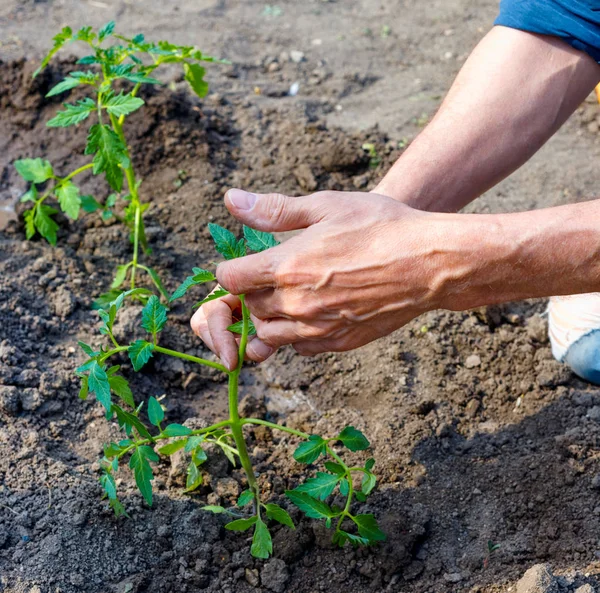 Man farmer planting tomato seedlings in garden outdoors. — Stock Photo, Image