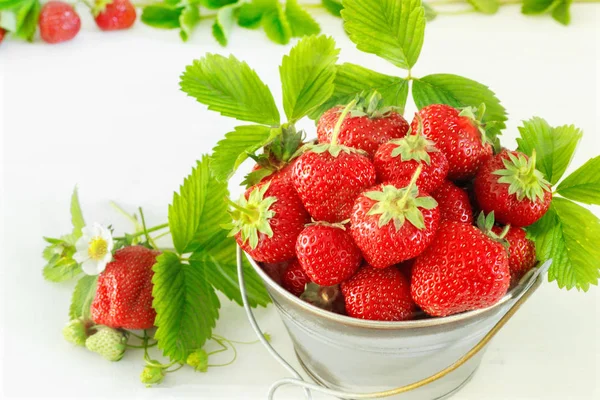 Juicy ripe tasty strawberries in  metal bucket on white wooden table. — Stock Photo, Image