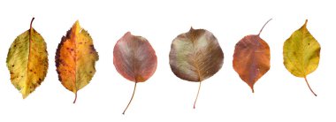 Sarı ve yeşil sonbahar yaprakları seti 