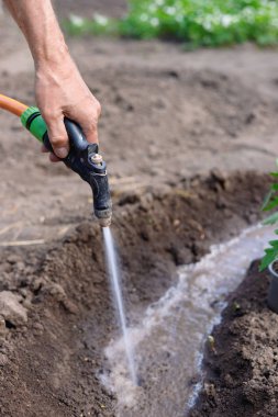Bahçe açık havada adam çiftçi sulama domates ve biber fide. 