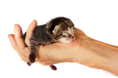 İzole arka planda insan kollarında yenidoğan yavru