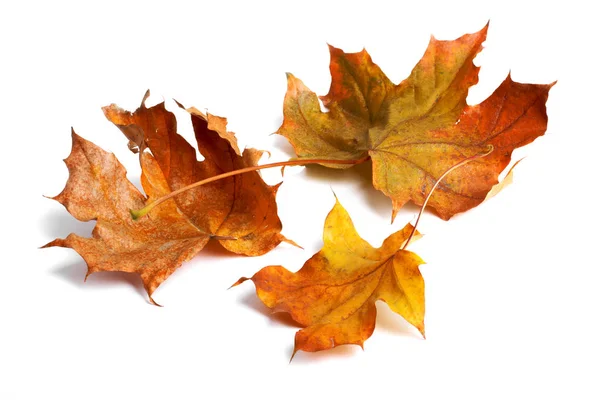Φθινόπωρο κλαδί σφενδάμου με φύλλα με σκιά απομονωμένη — Φωτογραφία Αρχείου