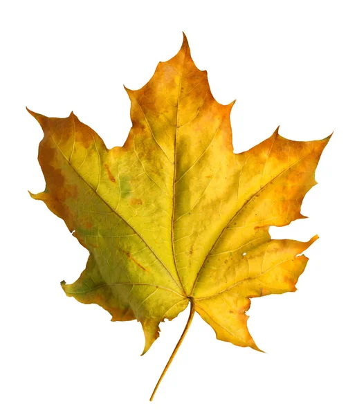 Autumn maple branch with leaves  isolated on  background — Stock Photo, Image