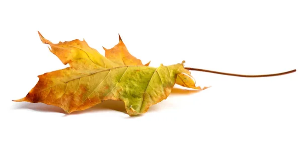 Herfst Maple Branch met bladeren met schaduw geïsoleerd — Stockfoto