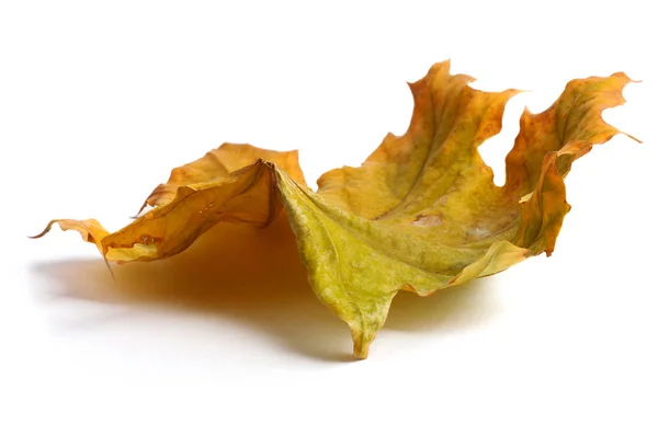 Podzimní větev s listy se stínem izolovaným — Stock fotografie
