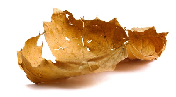 Осенняя кленовая ветвь с листьями с изолированной тенью — стоковое фото