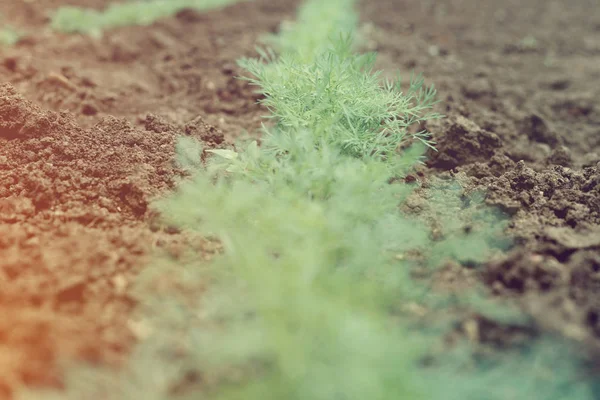 Beet mit frischem grünen Dill im Dorfgarten — Stockfoto