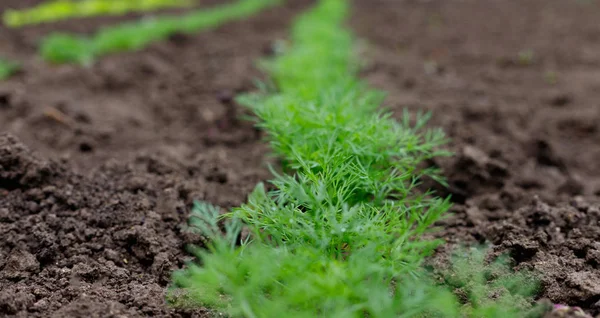 Letto di aneto verde fresco nel giardino del villaggio — Foto Stock