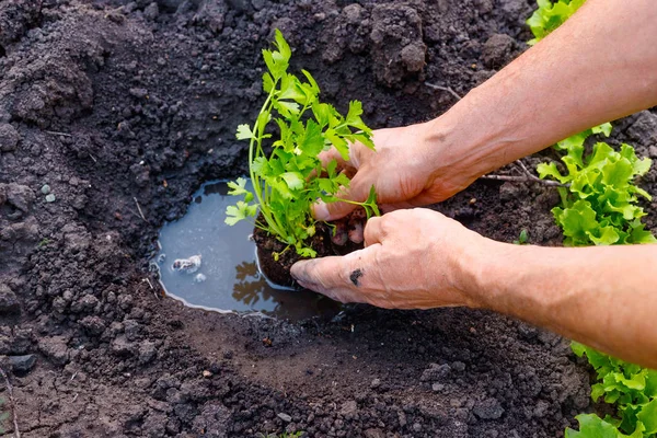 Agricoltore piantare giovani piantine di prezzemolo in orto . — Foto Stock