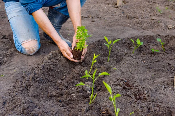 Farmer planting young seedlings of parsley in vegetable garden.