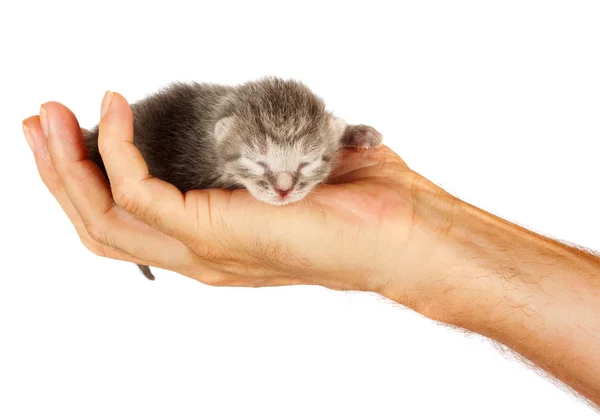 Anak kucing yang baru lahir dalam pelukan manusia dengan latar belakang yang terisolasi — Stok Foto