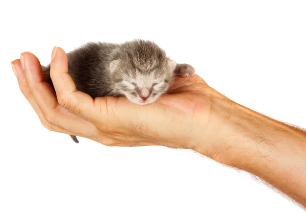 Gatinho recém-nascido nos braços do homem em fundo isolado — Fotografia de Stock