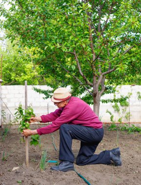 Yaşlı adam yaşlı bahçesinde üzüm çalı bakımı