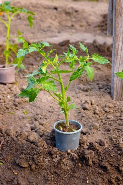 Dikimden önce tencerede küçük yeşil filiz domates bitkisi