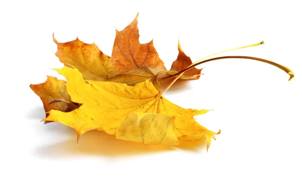 Höst lönn gren med löv med skugga isolerad — Stockfoto