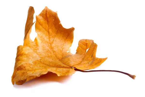 Autumn maple branch with leaves with shadow isolated — Stock Photo, Image