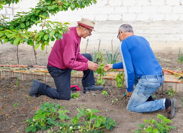 Two farmers discuss how to care for young green grape bush
