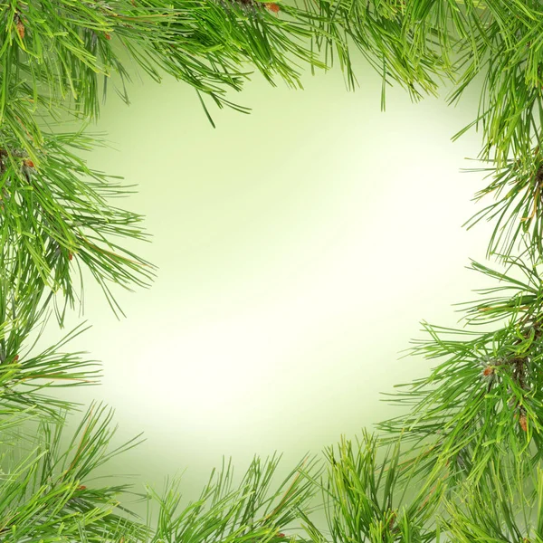 Ramoscello di pino su sfondo verde astratto con fiocchi di neve — Foto Stock