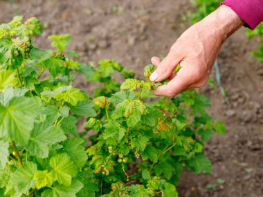 Adam açık bahçede frenk üzümü çalı bakımı.
