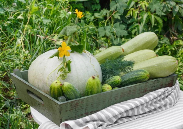 Ernte von reifem Gurkenkürbis und Kürbis in Holzkiste auf Holztisch — Stockfoto